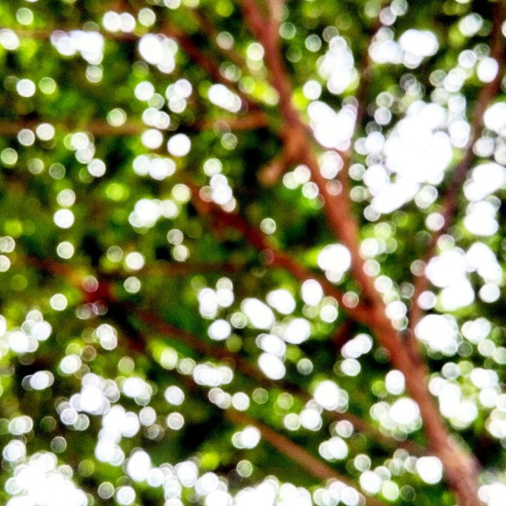 blurry tree leaves