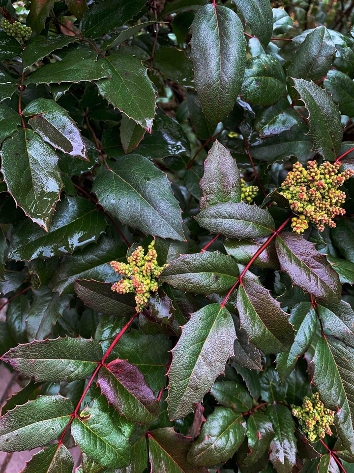 plant