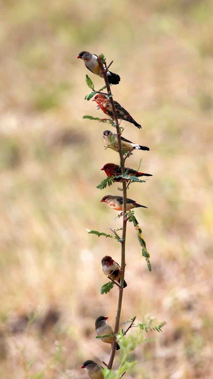 birds