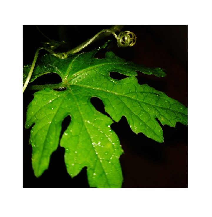 leaf