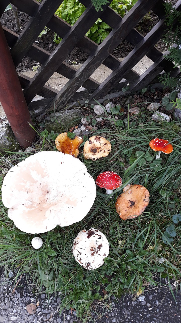 mushrooms
