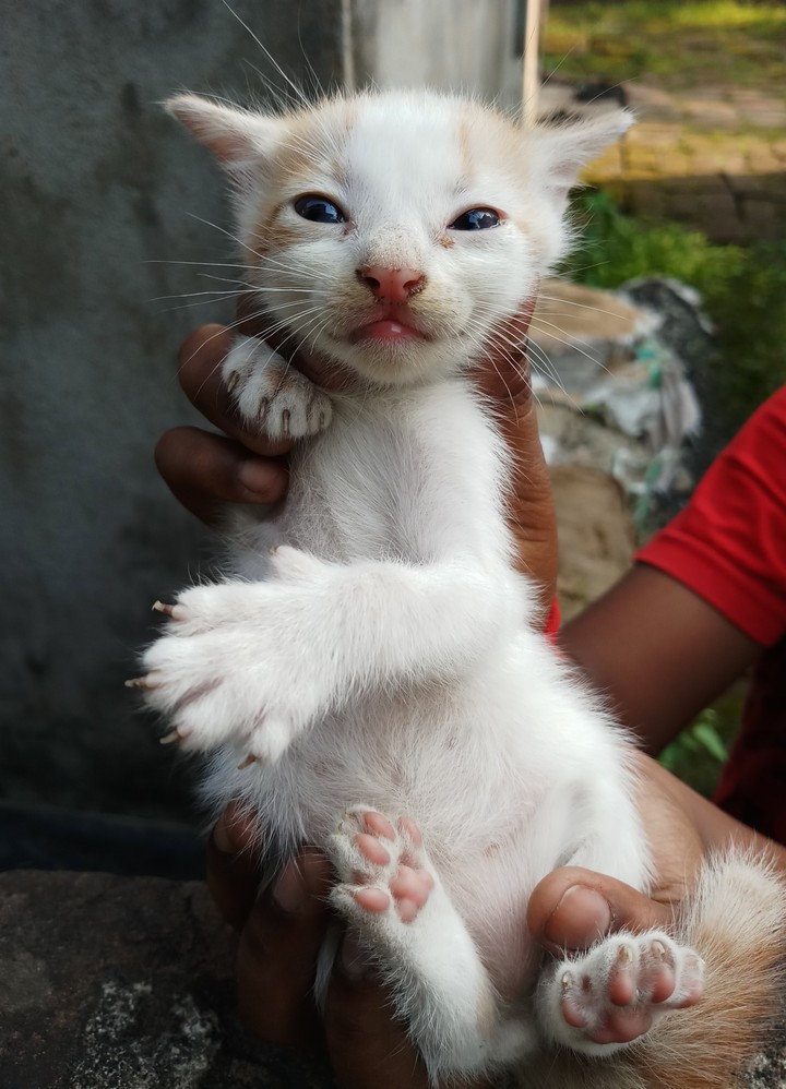 cat