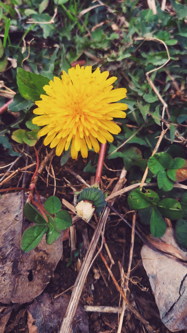 Dandelion