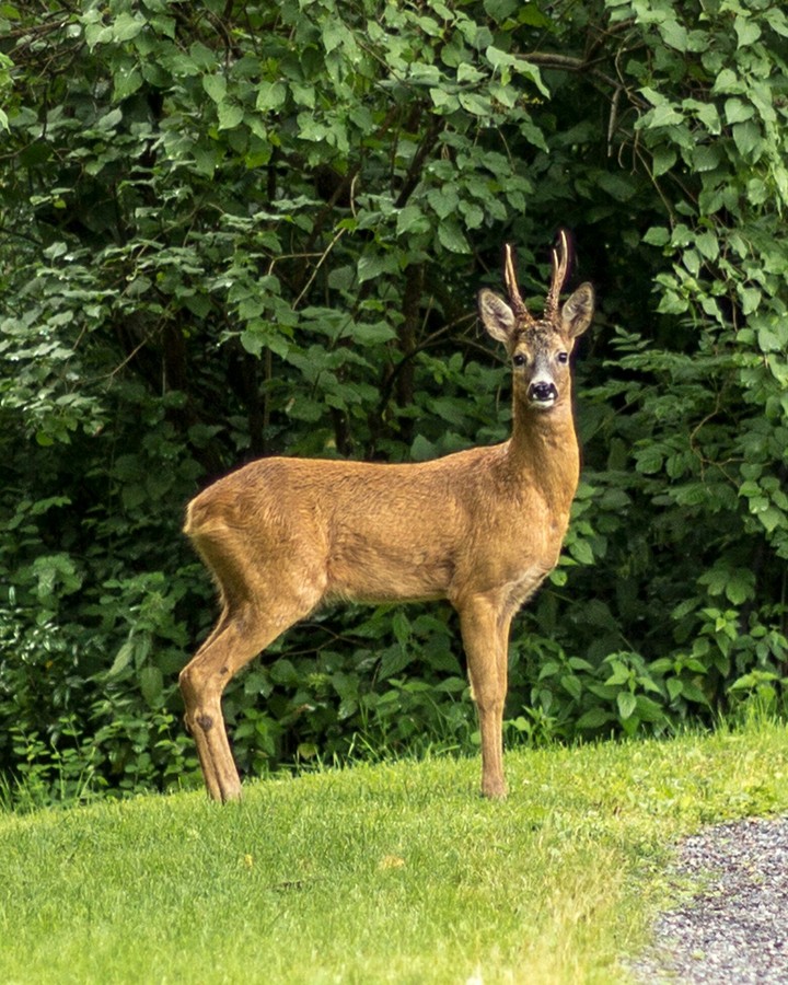 Deer in Høvik