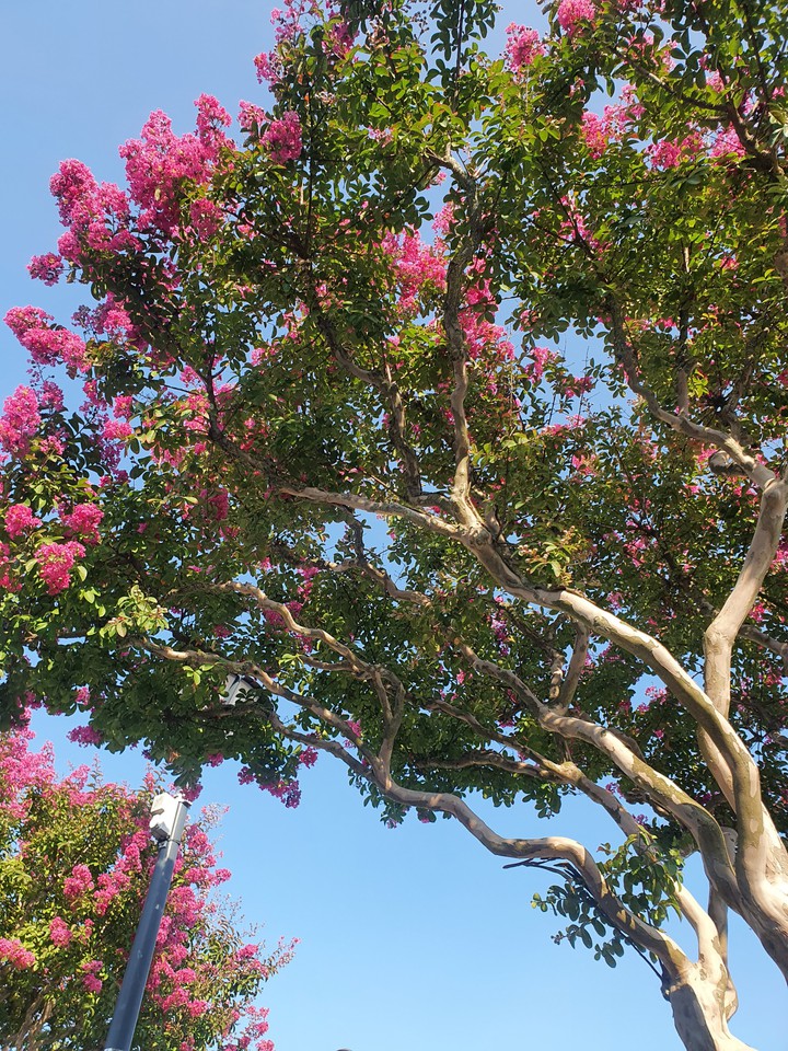 arbre