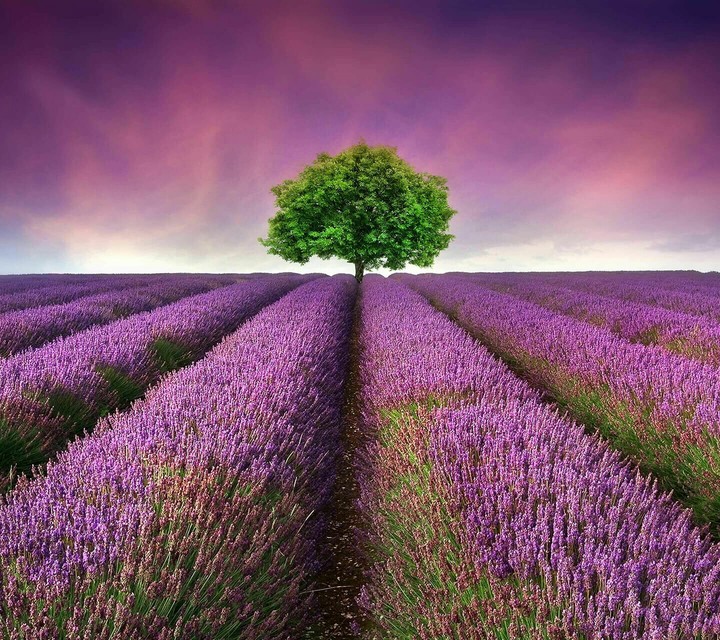 Landscape