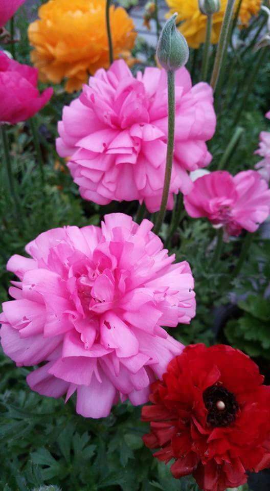 Flores