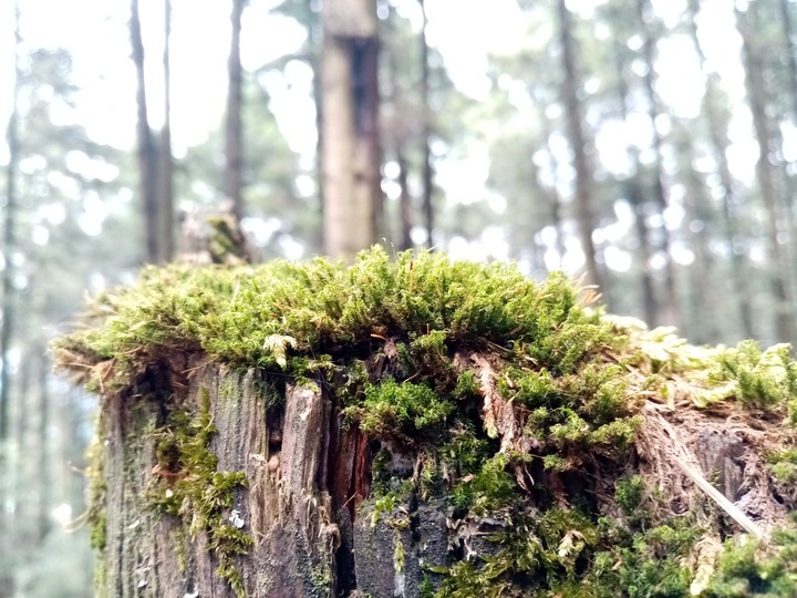 Bella naturaleza