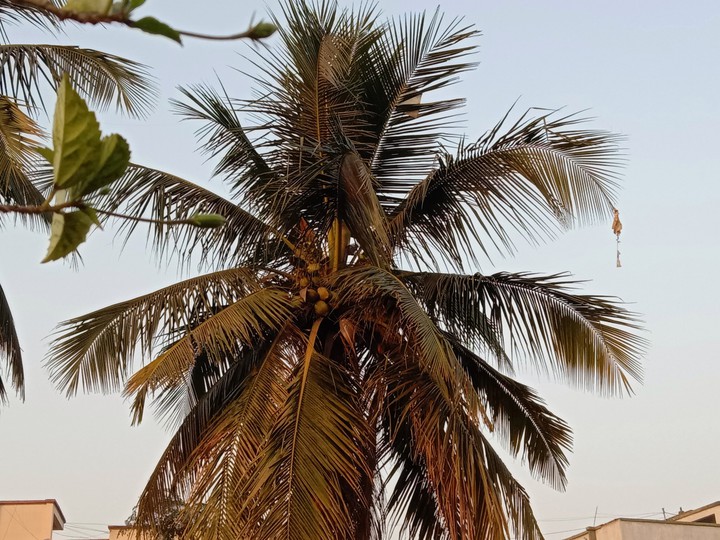 coconut tree