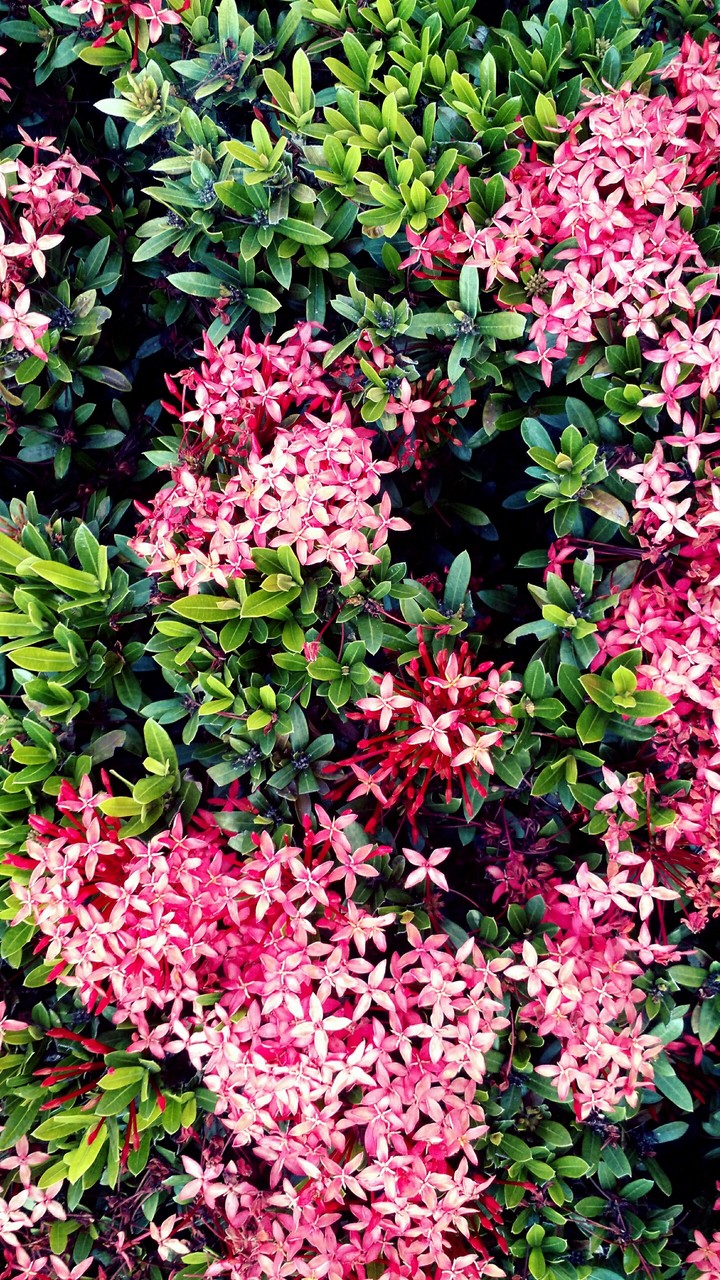 Flores