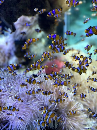 fishes♥☺