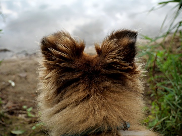 Hund, See, Tiere