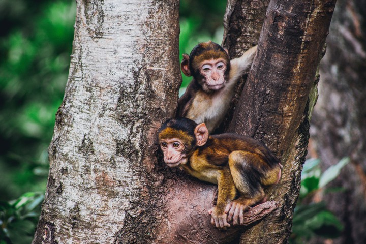 monkeys