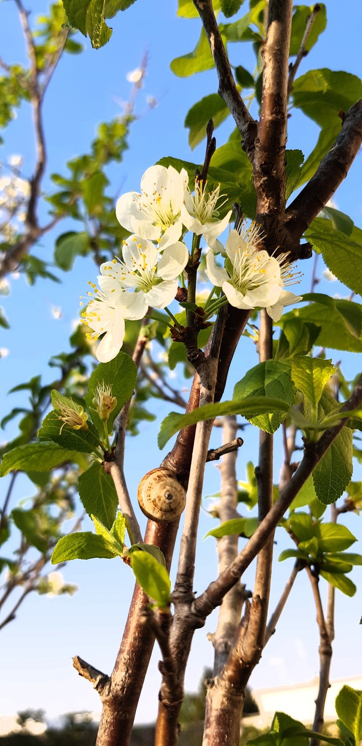 Spring, spring everwhere