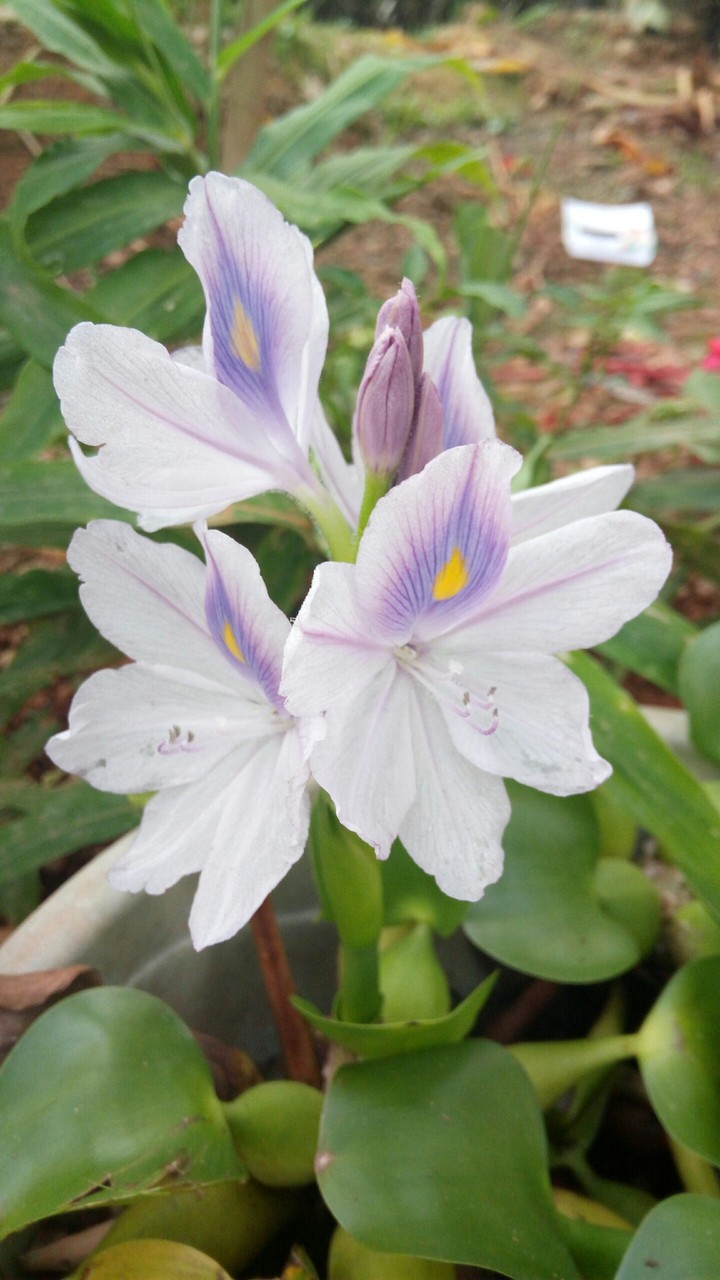 Flowers