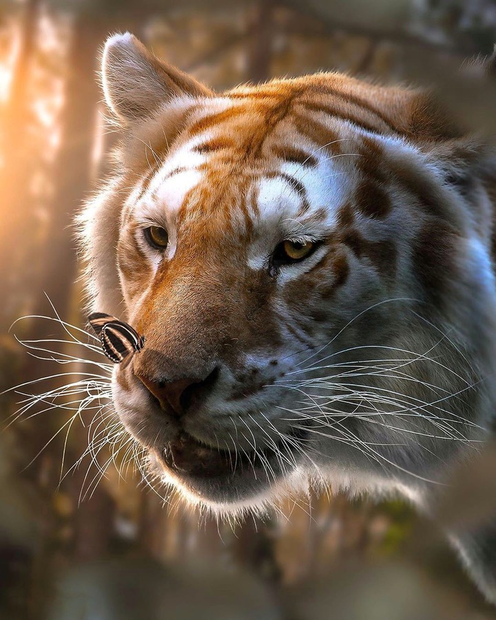 Tigr