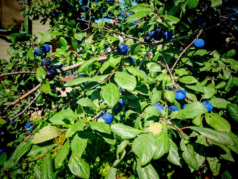 tapety berry, tree