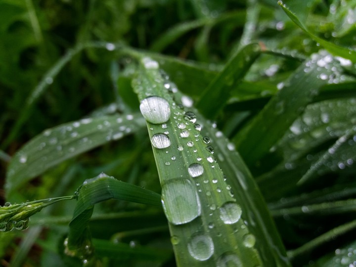Dew