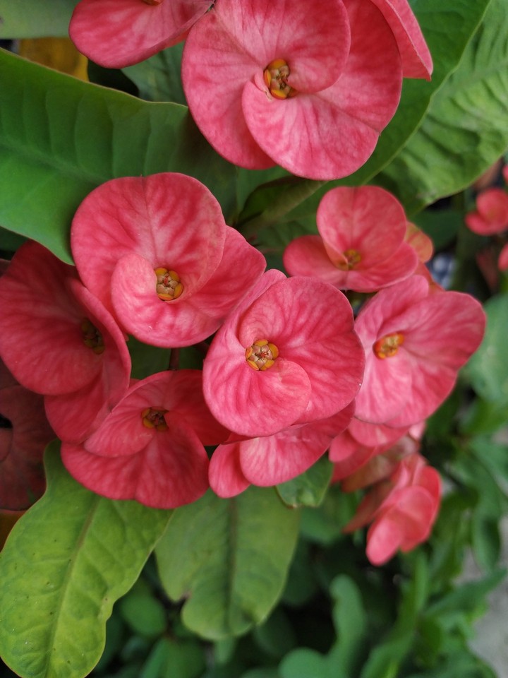 Flowers