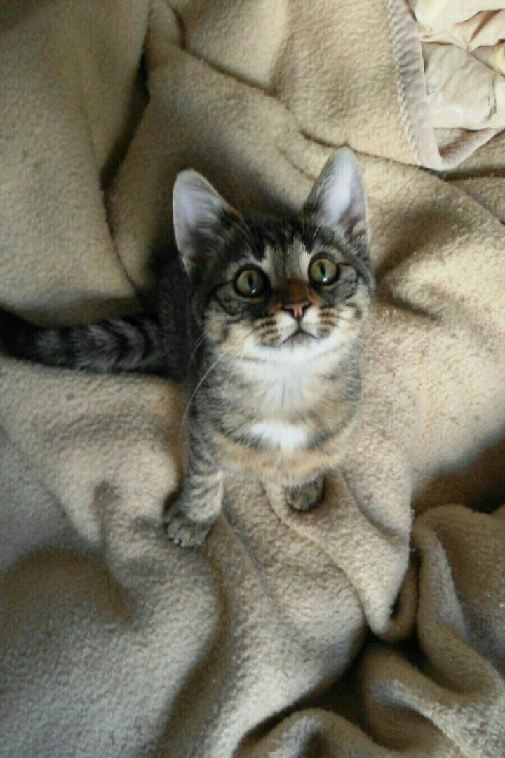 my cat