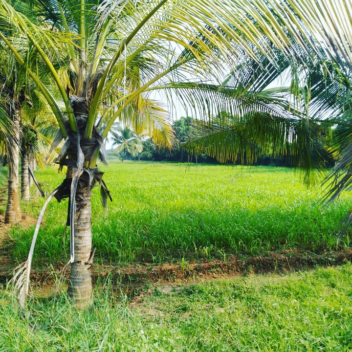 green peace