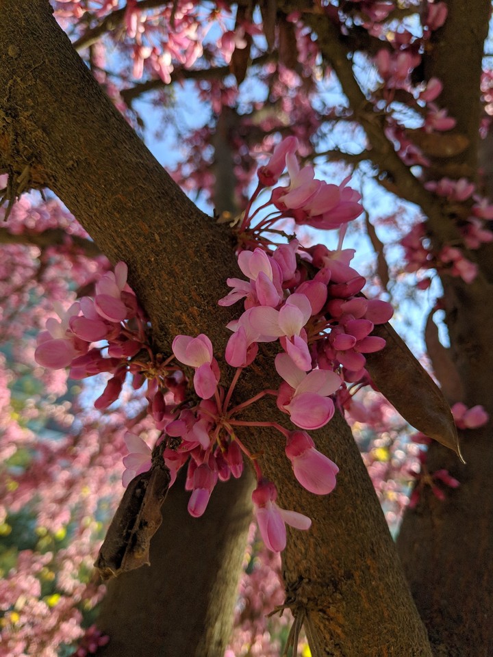 Pink tree