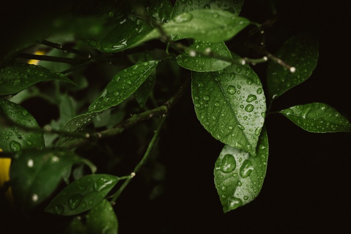Leaves