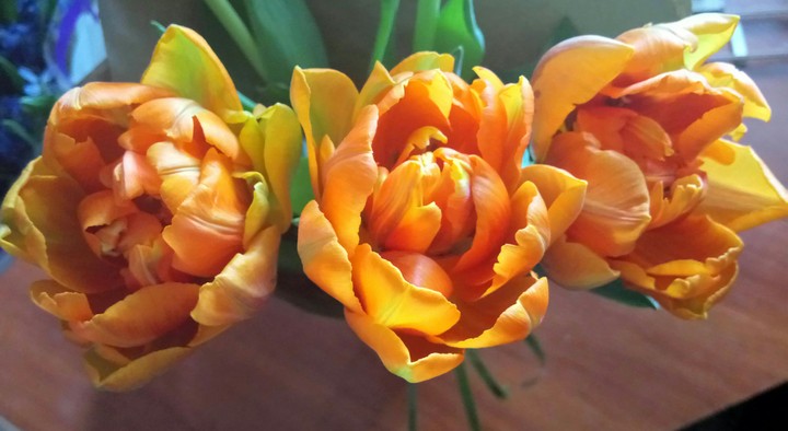 Tulips