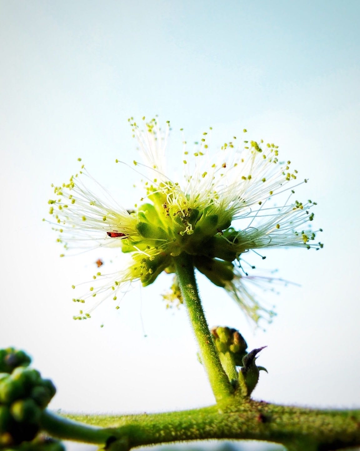 Unknown flower