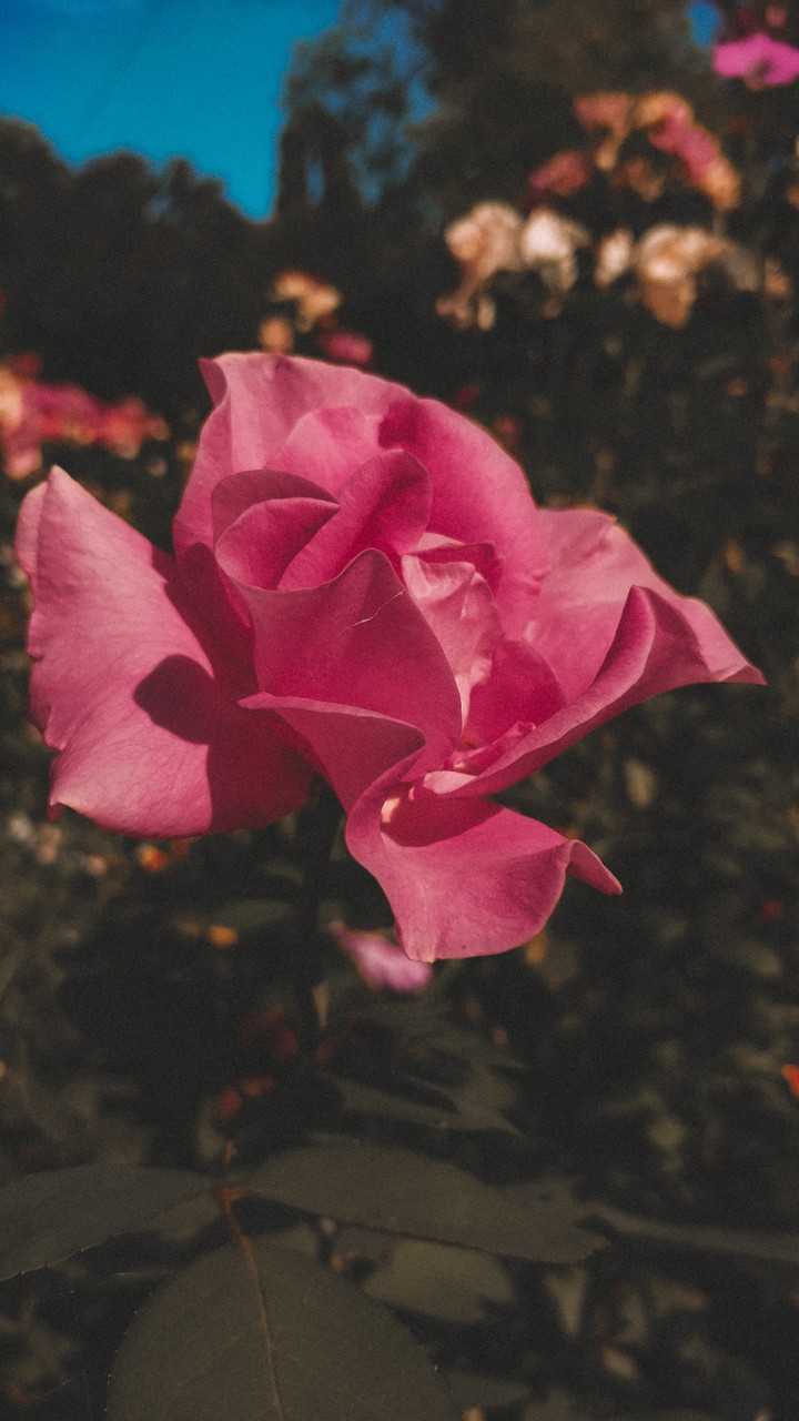 the Pink one