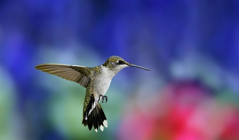 Bird