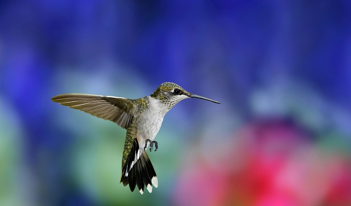 Bird