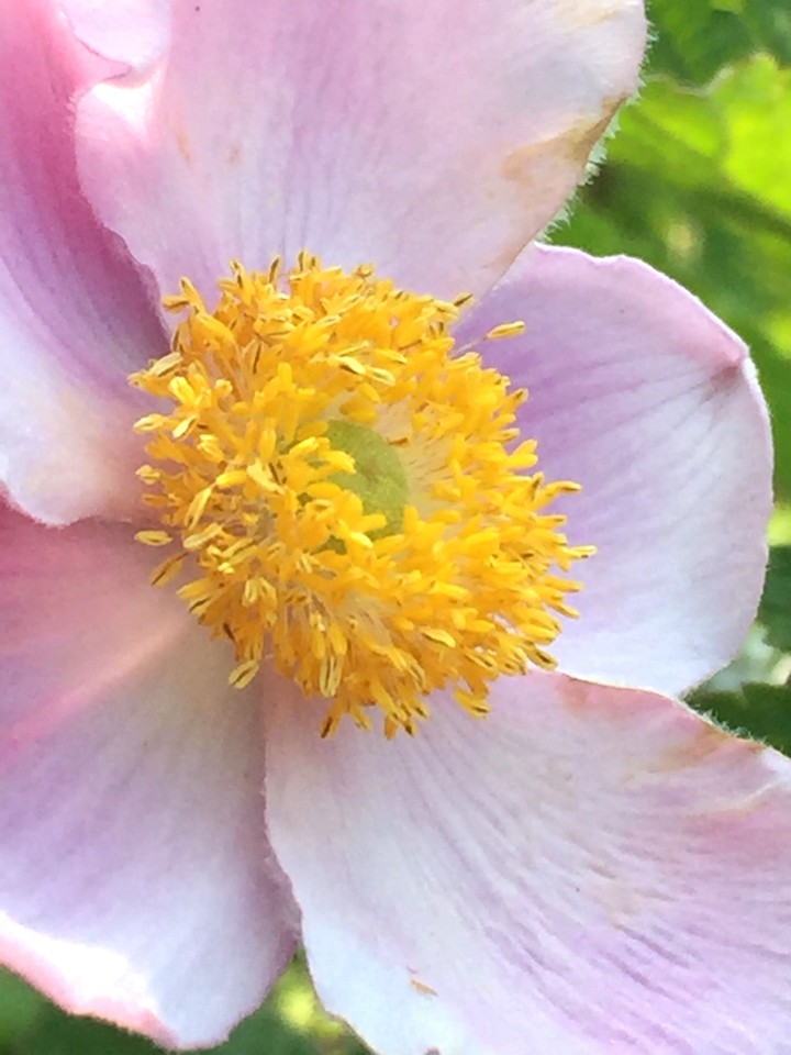Summer blooms