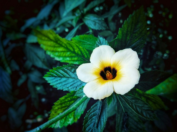 white yellow