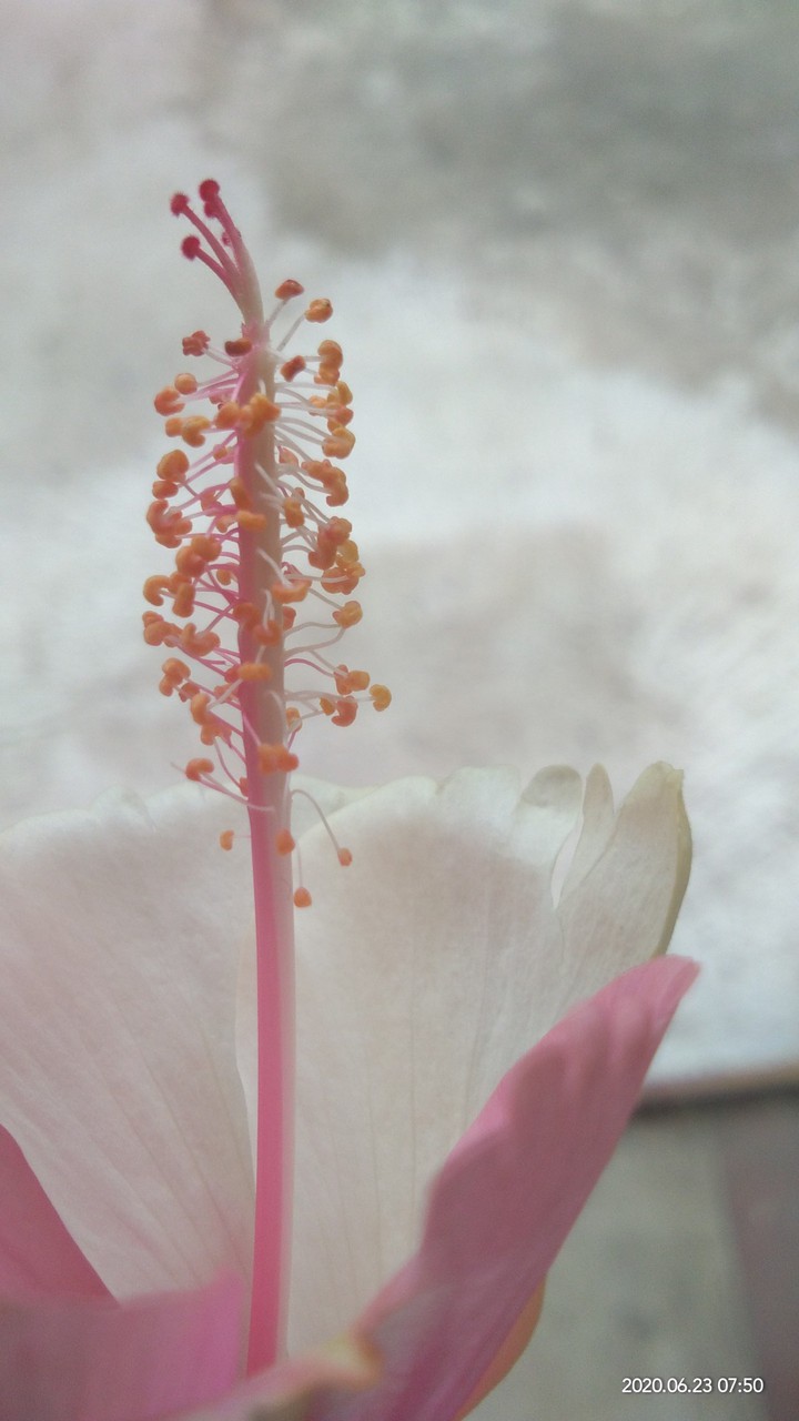 pink and white