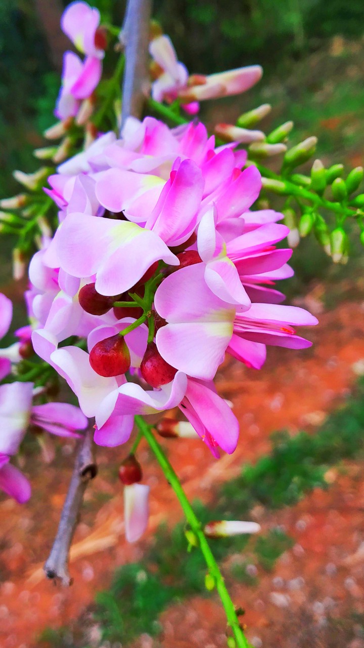 Gliricidia sepium