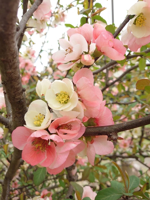 обои pink, tree
