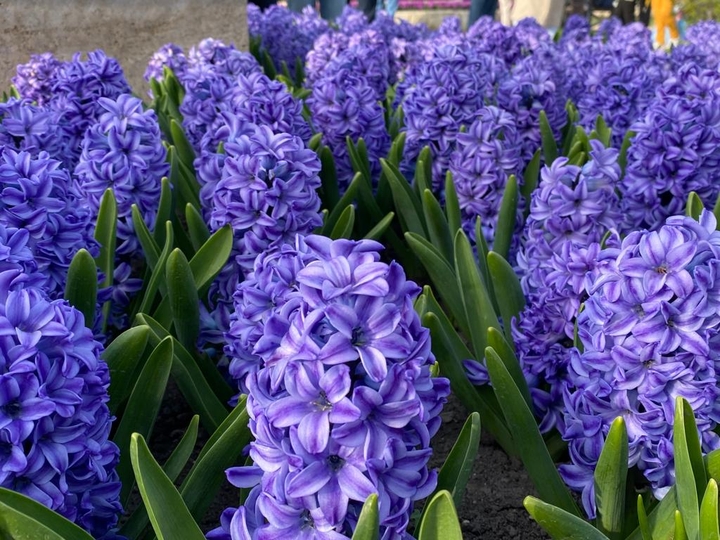 Petrozavodsk, Russia April