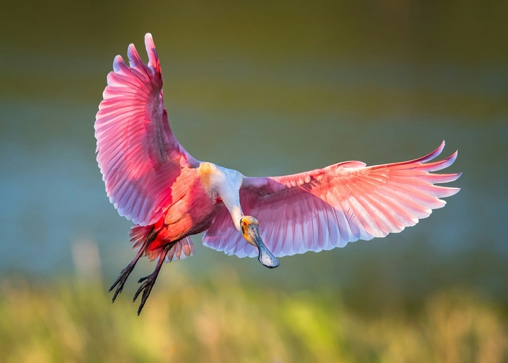 birds