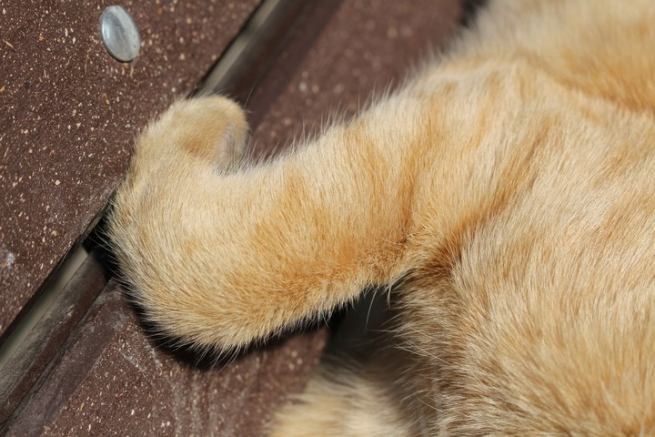 cute cat
