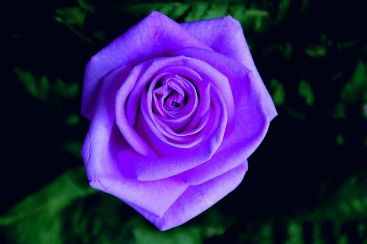 , just one rose