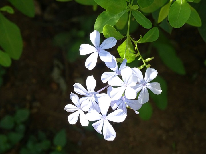 Flowers of Lal Bagh