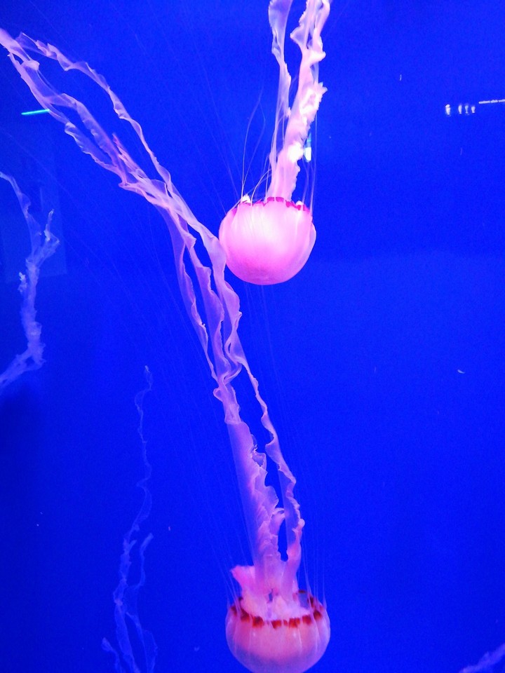 Jellifish