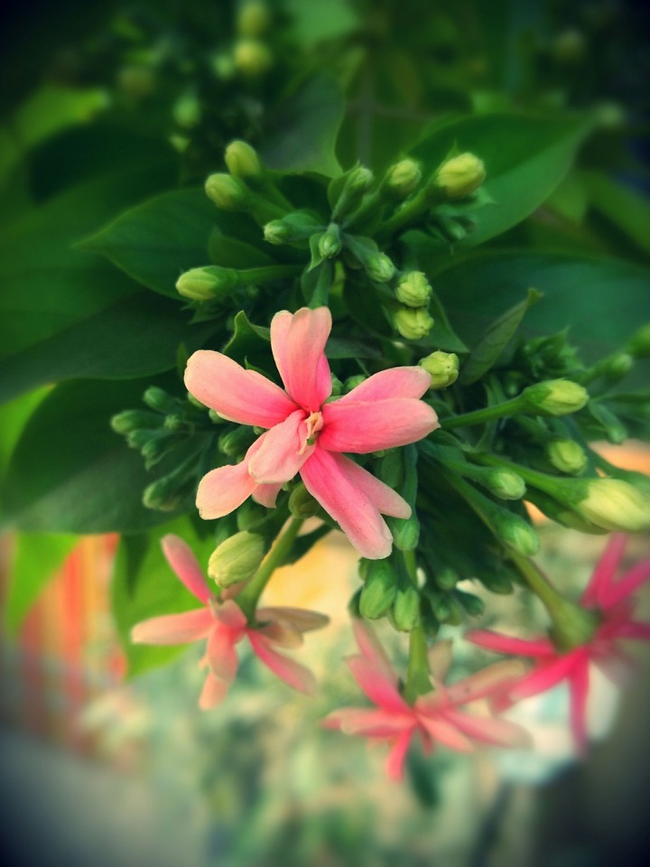 pink blossom