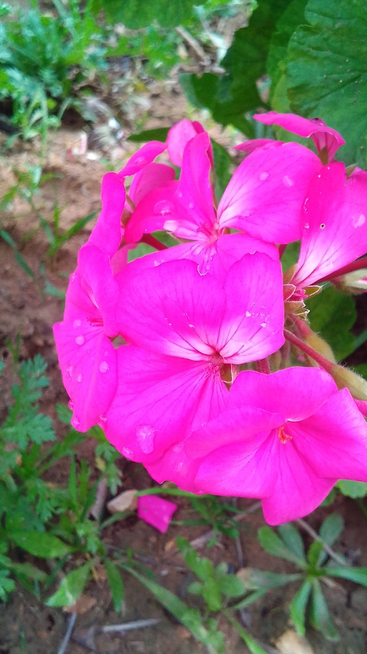 By me , in my garden(flower of geranium)