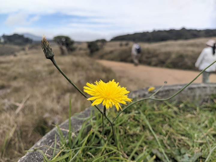 yellow flower
