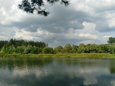 plant, lake wallpapers