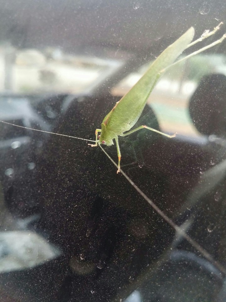 Grasshoper..