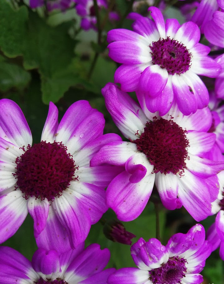 nature closeup