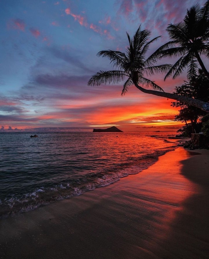 Tropical Tribe...